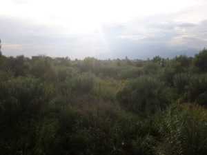 krousovitis2
